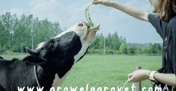 Vitamins and Minerals for Dairy Cattle