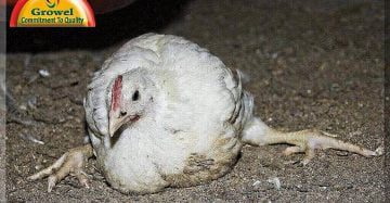 Mineral Deficiencies in Poultry