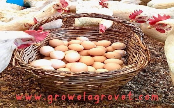 Layer Poultry Farming