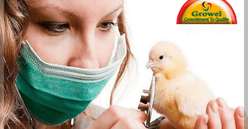 poultry health management