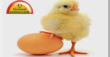 Poultry Nutrition Guide