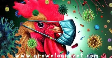 Biosecurity in Poultry Farming