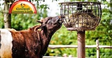 Cattle Feeding
