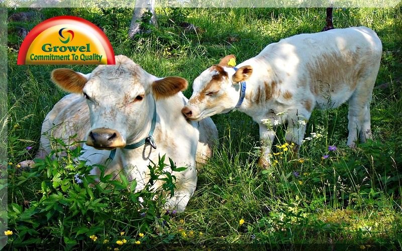 गर्मी में पशुपालन 