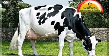 Dairy farming Information
