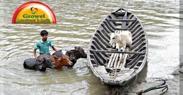 Disaster Management for livestock