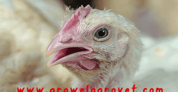 How To Do Poultry Farming in Summer ?