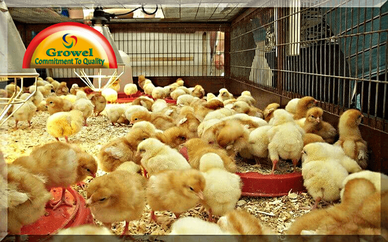 Brooding Management in Poultry