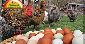 Heat Stress in Layer Poultry