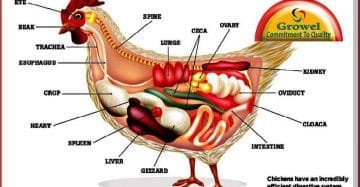 Poultry Digestive System