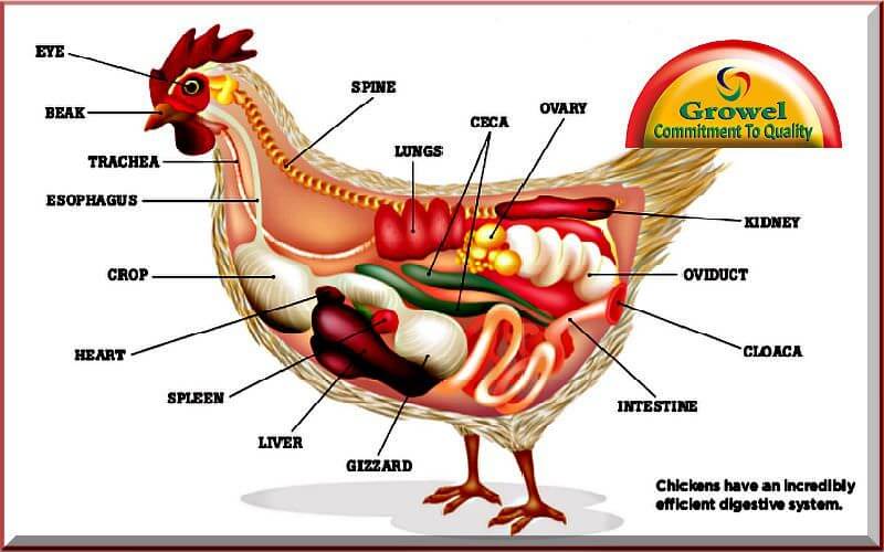 Poultry Digestive System