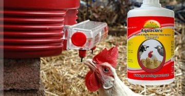 Poultry Water Treatment