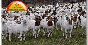 Goat Farming Business