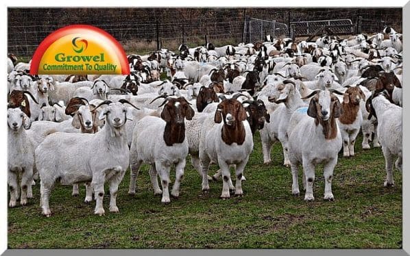 Goat Farming Business