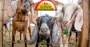 Goat Farming Business Guide