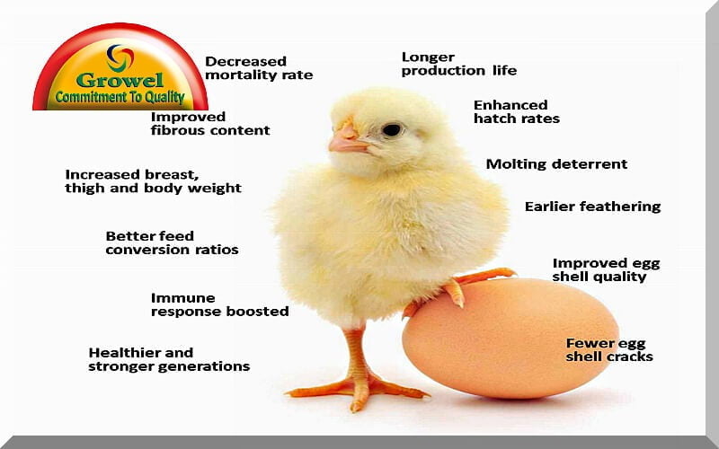 vitamins & minerals for poultry