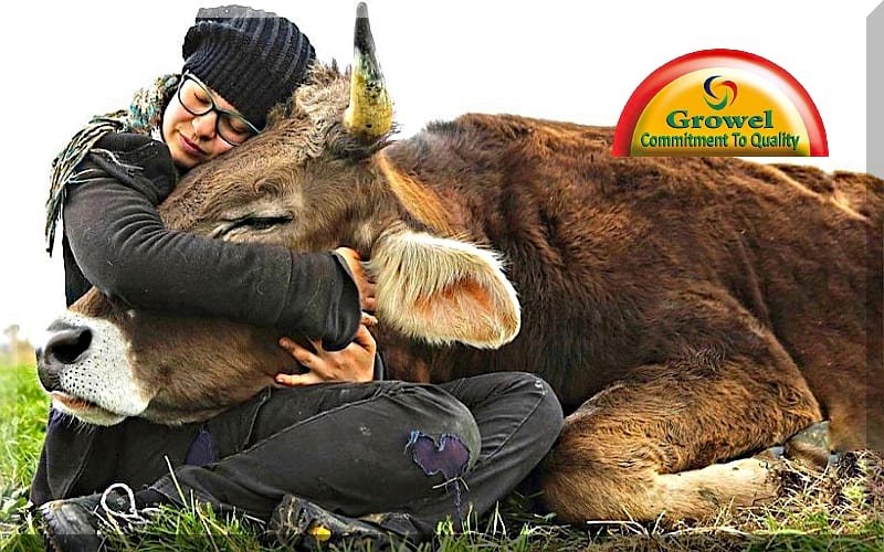 पशुओं में बांझपन