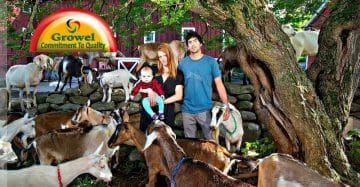 Vitamins & Minerals for Goats