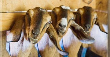 Goat Feed Supplements