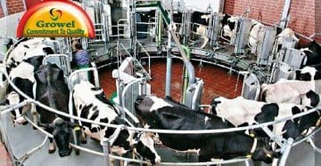 Dairy Farming Business Guide