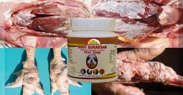 Gout in Poultry