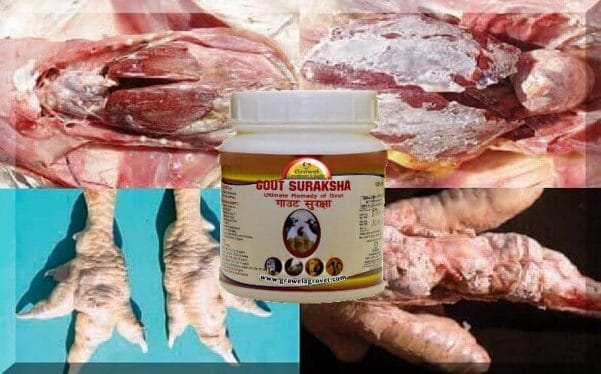 Gout in Poultry