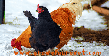 Poultry Farming in Winter