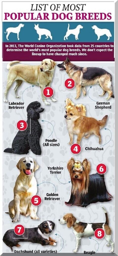 dog breeds