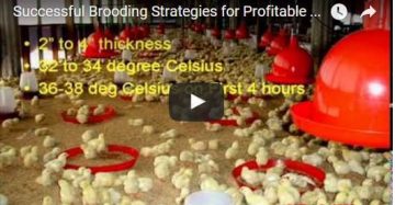 Brooding Strategies for Broiler Farming