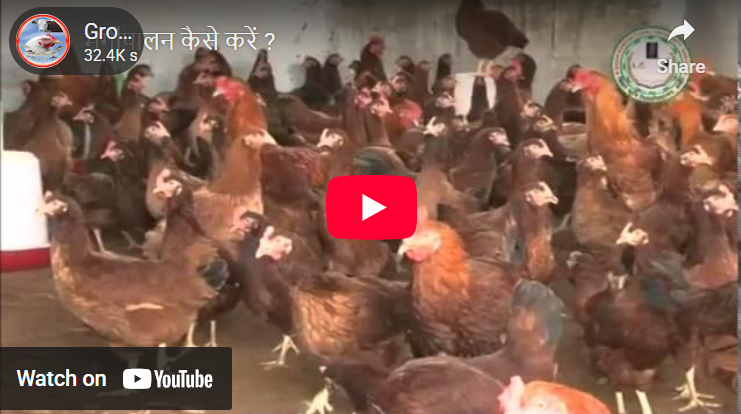 मुर्गीपालन कैसे करें ? वीडियो