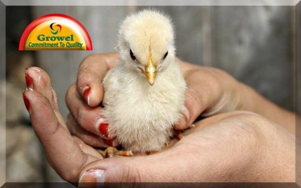 Day old chicks
