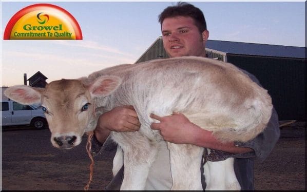 Calf Health Management
