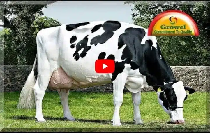 Commercial Dairy Farming