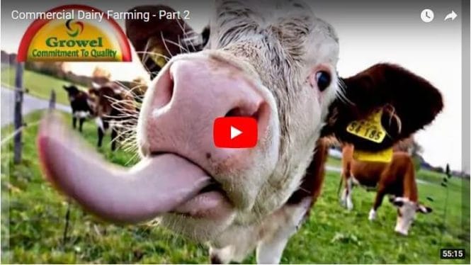 commercial dairy