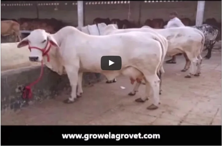 गाय-पालन-कैसे-करें गाय-पालन-कैसे-करें