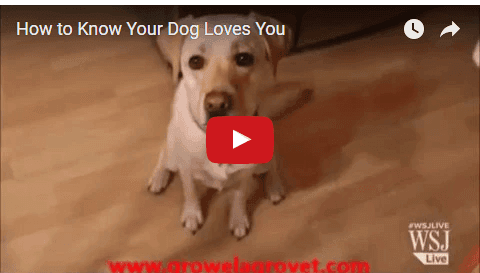 Know Your Dog