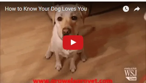 How-to-Know-Your-Dog-Loves-You