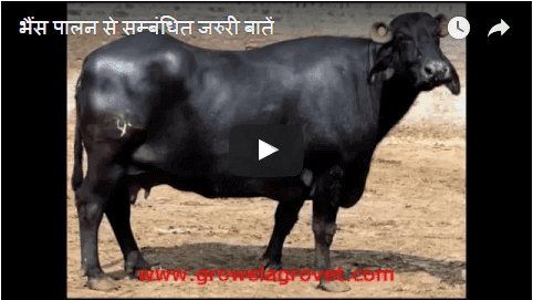 भैंस पालन से सम्बंधित जरुरी बातें