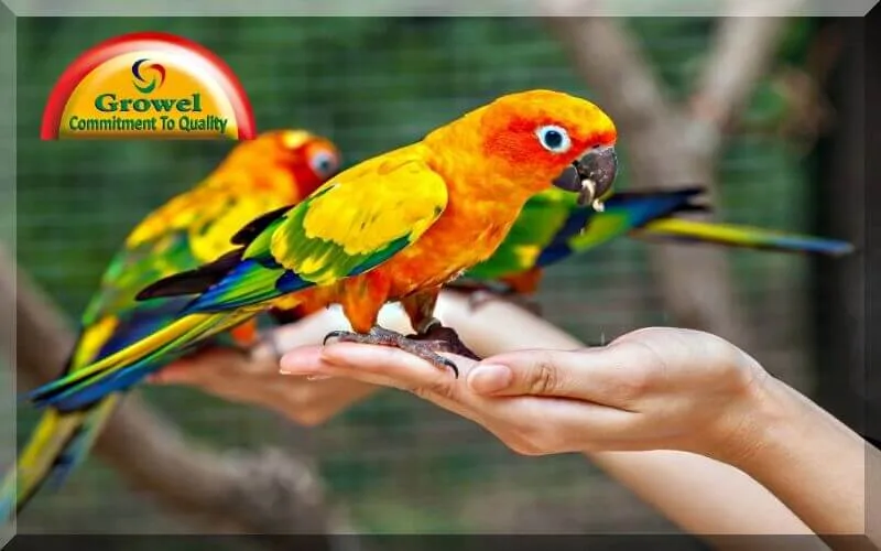 Pet-Bird-Nutrition Pet-Bird-Nutrition