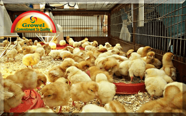 Broiler Brooding Management Practice