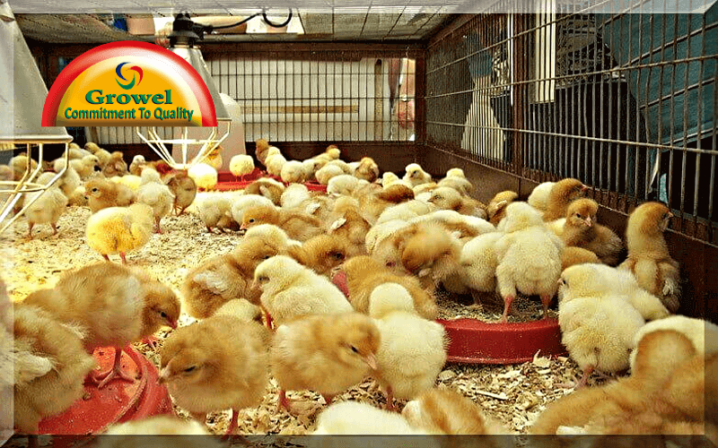 Broiler Brooding Management Practice