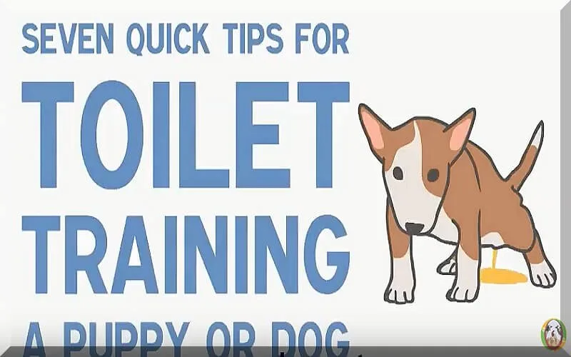 How-To-Give-A-Toilet-Training-To-Dogs
