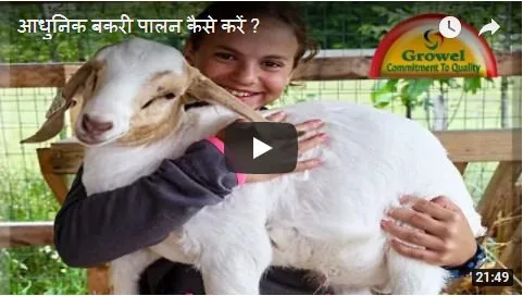 आधुनिक-बकरी-पालन-कैसे-करें-वीडियो