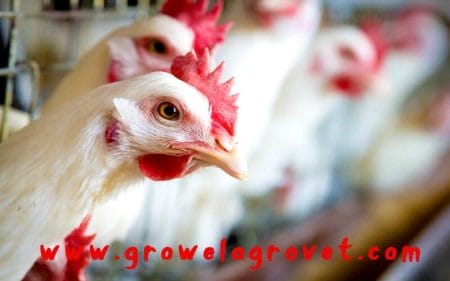 Layer Poultry Medicine Chart