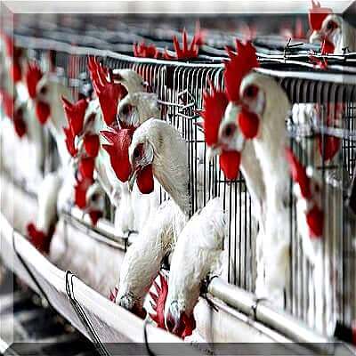 Poultry Farming Guide
