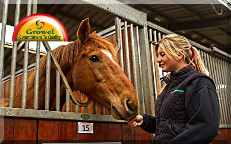 Housing-For-Horse Housing-For-Horse