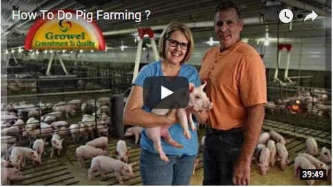 pig farming