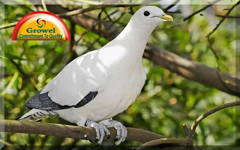 pigeon-healthcare-growel-agrovet pigeon-healthcare-growel-agrovet