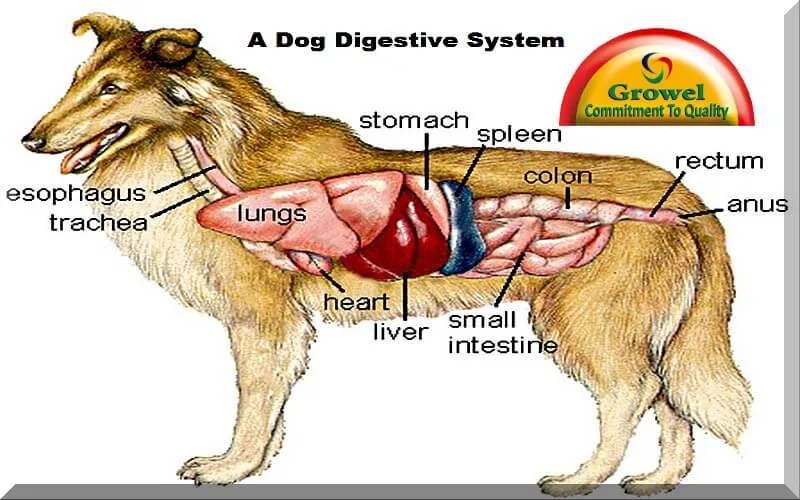Dog-digestive-system Dog-digestive-system