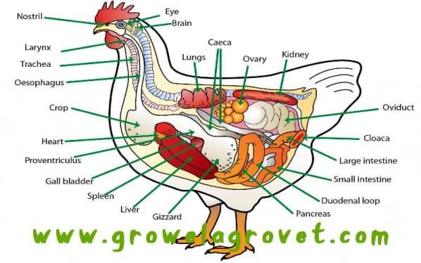 CRD in Poultry- Chronic Respiratory Disease